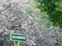 比樱花更浪漫，就在东西湖！