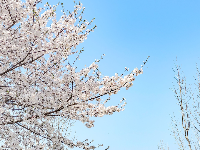人少花多的樱花大道，抓紧看！