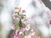 所以这是樱花还是海棠花？