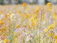 气温回升，这片彩色油菜花出片率超高