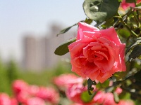 终于等到！东西湖四月最美花海在这里