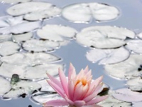 睡莲的小心思，全“花”这里了