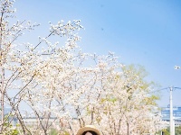 樱花溪顶流机位公开～轻松拍出氛围感