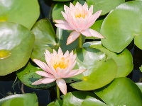 睡莲的小心思，全“花”这里了