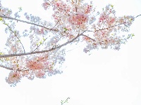 樱花溪顶流机位公开～轻松拍出氛围感