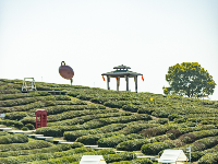 茶山醒，春茶鲜，你还不来？