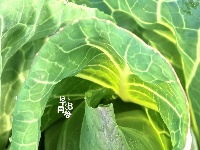 实拍！西湖农仓“头茬菜”上市！