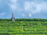 茶山醒，春茶鲜，你还不来？