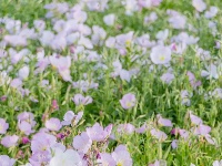 花海又又又上新