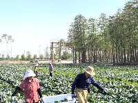 实拍！西湖农仓“头茬菜”上市！