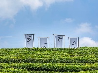茶山醒，春茶鲜，你还不来？
