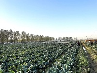 实拍！西湖农仓“头茬菜”上市！