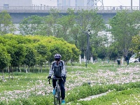 花海又又又上新