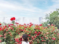 月季花海有约 唱响金银湖畔‌