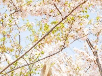 樱花溪顶流机位公开～轻松拍出氛围感