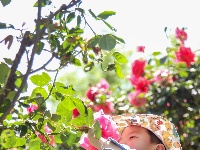 终于等到！东西湖四月最美花海在这里