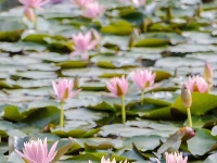 睡莲的小心思，全“花”这里了
