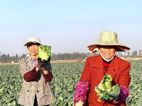实拍！西湖农仓“头茬菜”上市！