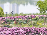 月季花海有约 唱响金银湖畔‌