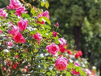 终于等到！东西湖四月最美花海在这里