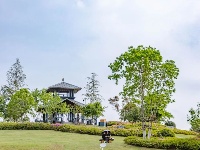 睡莲的小心思，全“花”这里了