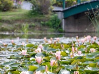 睡莲的小心思，全“花”这里了