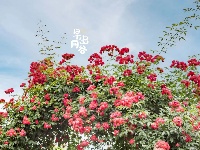 月季花海有约 唱响金银湖畔‌