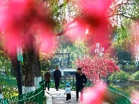不P图也美！这里的菊花桃进入最佳观赏期