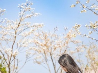 樱花溪顶流机位公开～轻松拍出氛围感
