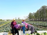 实拍！西湖农仓“头茬菜”上市！