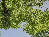 一座古刹的初夏叙事