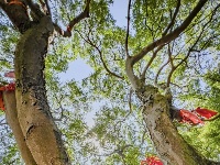 一座古刹的初夏叙事