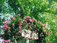 一眼心动！这片粉色浪漫，快冲！