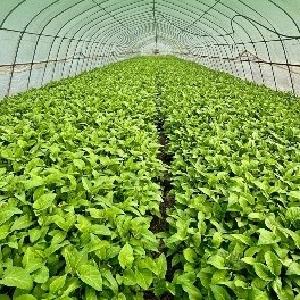 日供2000吨！争“鲜”上市！