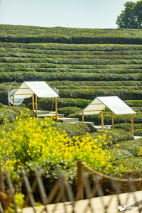 东西湖新晋遛娃天花板！家风研学路线发布