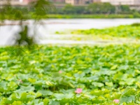 黄塘湖隐藏“荷式”避暑，绝！