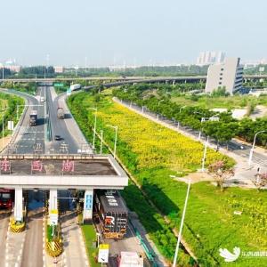 东西湖又添一片高颜值花海