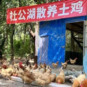 东西湖的树林里 养出了“金凤凰”！