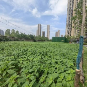 荒地变绿地 家门口“微改造”共享人居“微幸福”