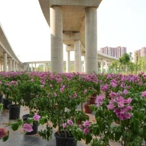 东西湖：88亩“灰色空间”变身绿色产业基地