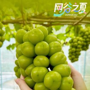 爆甜预警！武汉的“葡萄王国”在这里