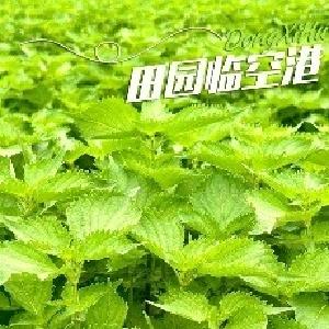 拿下武汉市场90%，“东西湖产”按片卖！