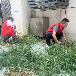 额头湾社区与共建党支部开展公益除草活动