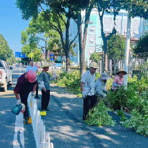 枝繁叶茂隐患藏！园艺公司巧手修枝，解隐患保平安