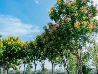 栾树一泼，东西湖「秋」了