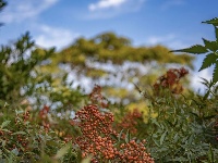 来了来了，这个公园的秋天终于又来了！