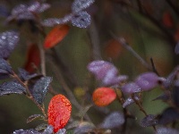 秋雨一来，东西湖这个花园“颜值”又上分