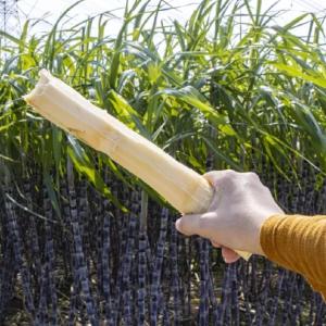 抢订！辛安渡甘蔗熟了，清甜多汁