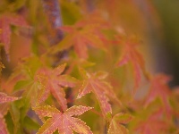 秋雨一来，东西湖这个花园“颜值”又上分