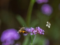 秋雨一来，东西湖这个花园“颜值”又上分